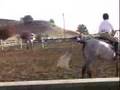 Bellinzona at Rancho Murieta Show, California