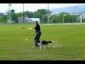August frisbee training