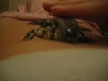 Tegu seeking attention part 2
