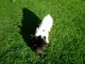- French Bulldog -