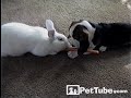 Rabbit And Dog Share Carrot