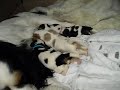 Cavalier king charles spaniel puppies feeding time