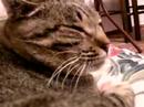 happy three cats