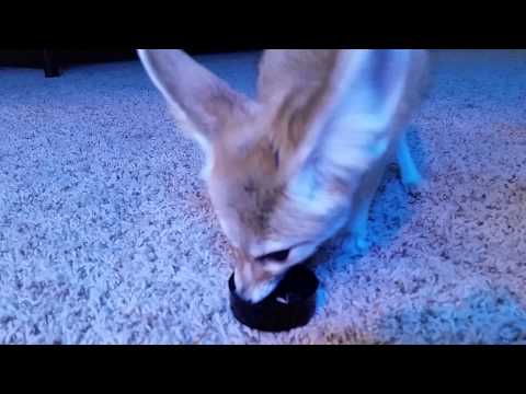 Cute Fennec Fox Running Around and Eating Crickets
