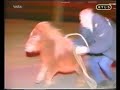 Dutch Police Trying To Catch A Pony Epic Fail