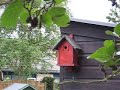 Nieuwe bewoners in de dierenweide Nieuwe bewoners in de dierenweide