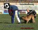 Cães Policia Serviço Segurança - Por Celso Alves Cães Policia Serviço Segurança - Por Celso Alves