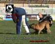 Cães Policia Serviço Segurança - Por Celso Alves
