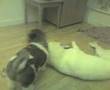 Akita Inu video