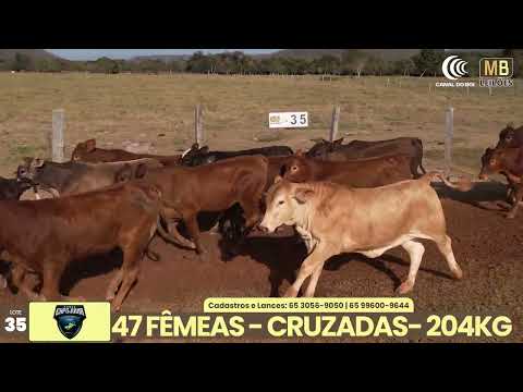 1� LEIL�O EXPOJUINA - 2026