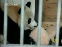 Twin Pandas Grow Up