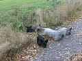 adalia and puppies