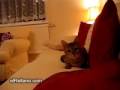 terror-gatuno-elRell