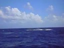 Whales of Turks and Caicos