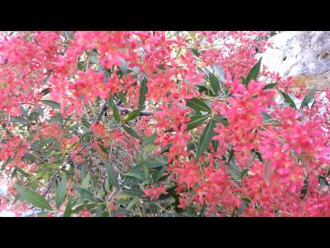 how to grow nsw christmas bush