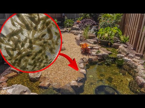 Lobsters Crabs Crayfish Prawns Shrimp On Grow Aquaponically