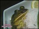 Frog Sashimi Frog Sashimi
