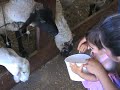la granjerita