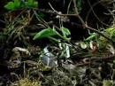cryptic praying mantis