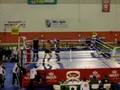 kingboxing 4 florin