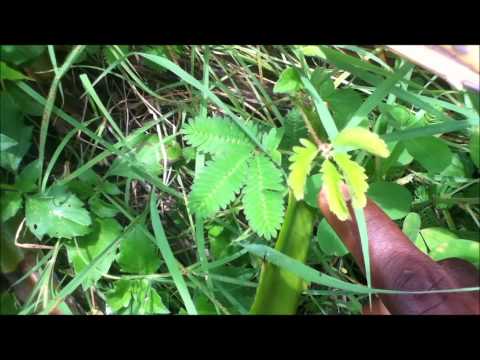 Mamzelle - Mari-wontèz - Marisosé - Mimosa pudica in Bwa-Kayiman, Ayiti
