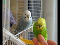 Mis periquitos Wakka y Rikku Mis periquitos Wakka y Rikku