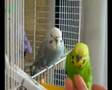 Mis periquitos Wakka y Rikku