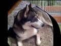 SHARE Adopted Huskies