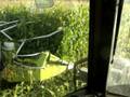 ensilage mais dans la boue