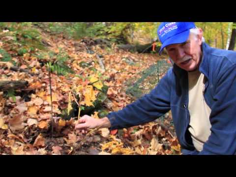 how to harvest ginseng seeds
