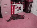 mouser playing with mouse.wmv