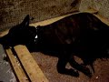 Dynasty Puppies