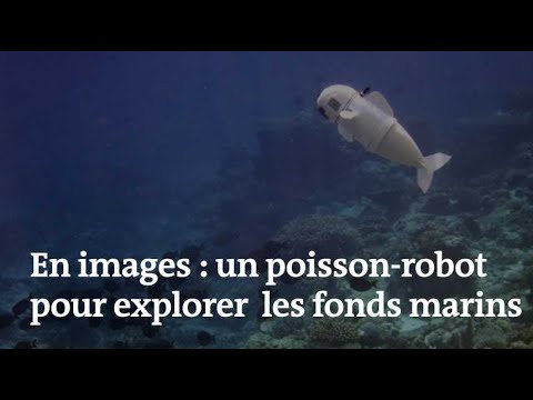 Bubble Robotics : la start-up suisse qui révolutionne la surveillance ...