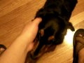 Cutest dachshund getting petted and doing tricks