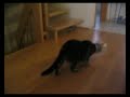 Chrissys arme Katze mit Tricher Chrissys arme Katze mit Tricher