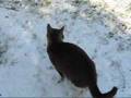 Bach and Claude deBussey play whilst the birds sing