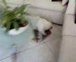Isotta, My Bolognese Dog!