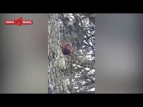 Kahramanmaras Ta Sincap Ve Geyik Boyle Goruntulendi Video Izle