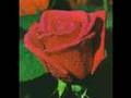 Usted es hermosa