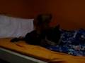 videos de Daschund Porn