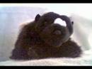Skunk Sings Johnny Cash!