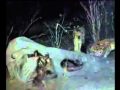 2010-03-18 | Eternal Enemies-MPEG-4 .mov ~> wits plays itself out between the hyenas and the lions of Savute in Botswana. Dereck and Beverly Joubert have studied and filmed the lions in ...  (<span>1:)