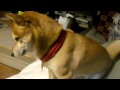 Click here to watch this video ツンデレ？ 悪魔の柴犬チビw