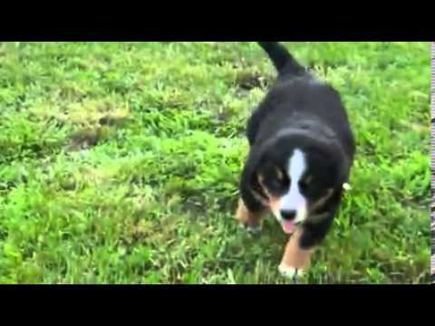 Holland Ohio Puppies