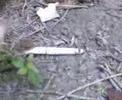lagartija fumando