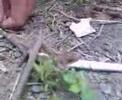 lagartija fumando