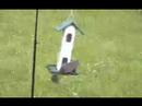 twirl a squirrel