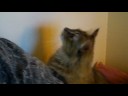 Real chitter chatter from kitty