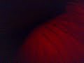 Lo re danzante by Kenny Carpenter SoUnD
