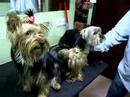 VIDEO CURRO GHEISA Y SHIBA